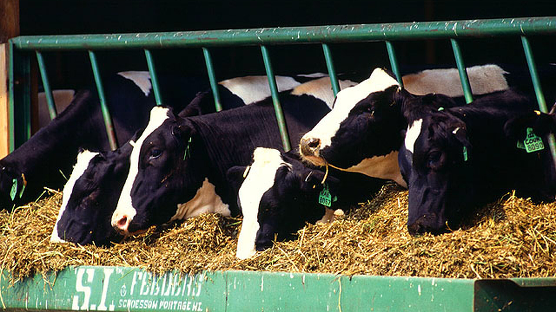 Cattle Inventory's Impact on Dairy