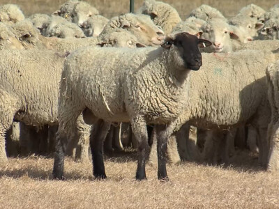 January 1 Sheep and Lambs Inventory Down 2%