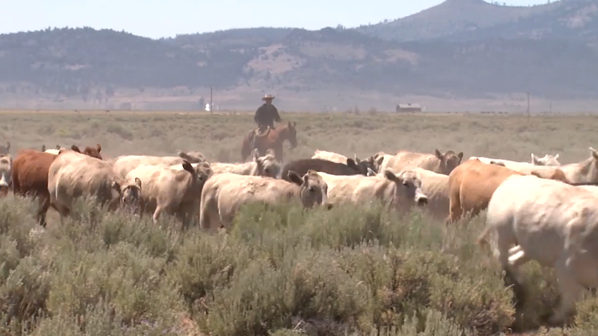 BLM & USDA Forest Service Announce 2024 Grazing Fees