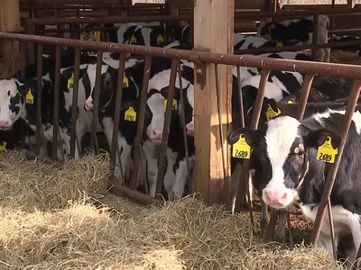 Lack of Heifers May Limit Milk Production Growth