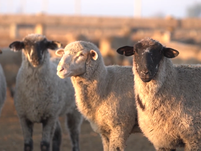 New Secure Sheep and Wool Supply Plan Videos Available