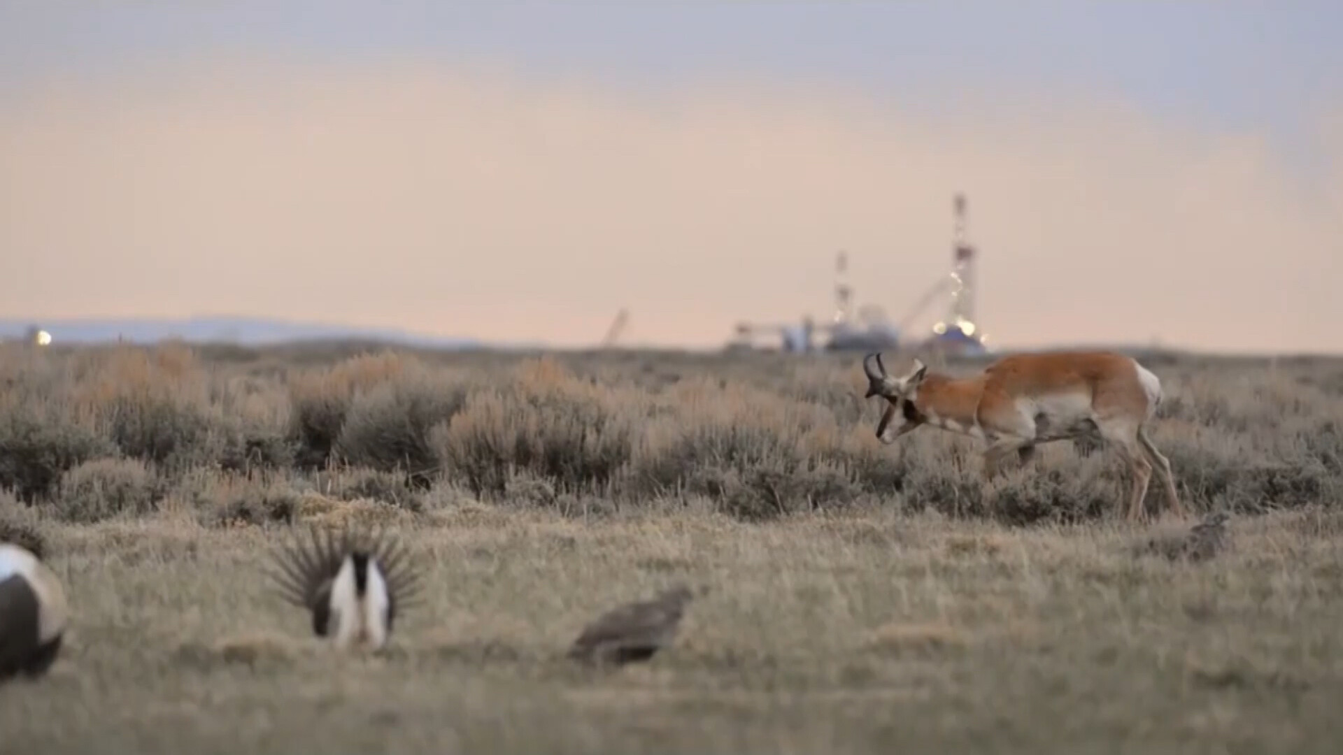 BLM Proposes New Plans to Protect Greater Sage Grouse in the West