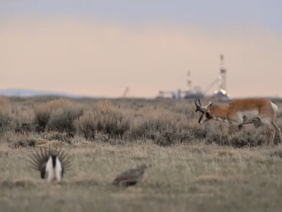 BLM Proposes New Plans to Protect Greater Sage Grouse in the West