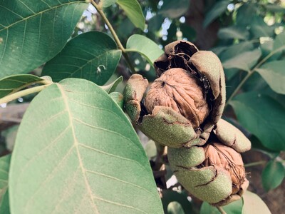 Lack of Freshness In Walnuts Hurts Sales