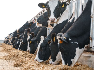 National Dairy Organization Encourages Dairy Biosecurity