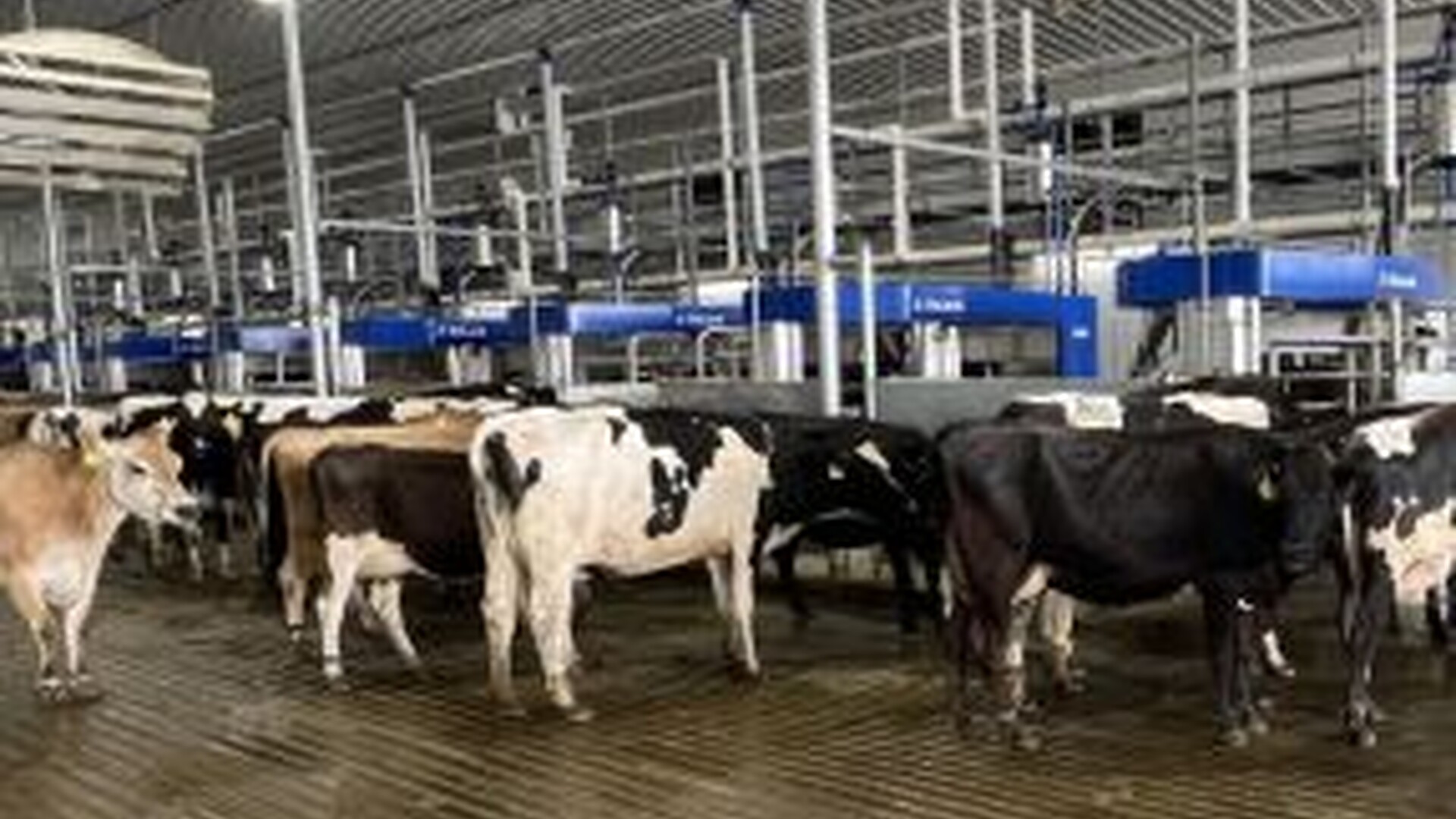 Transforming Dairy Farming: A Closer Look at DeLaval’s VMS Batch Milking Robot