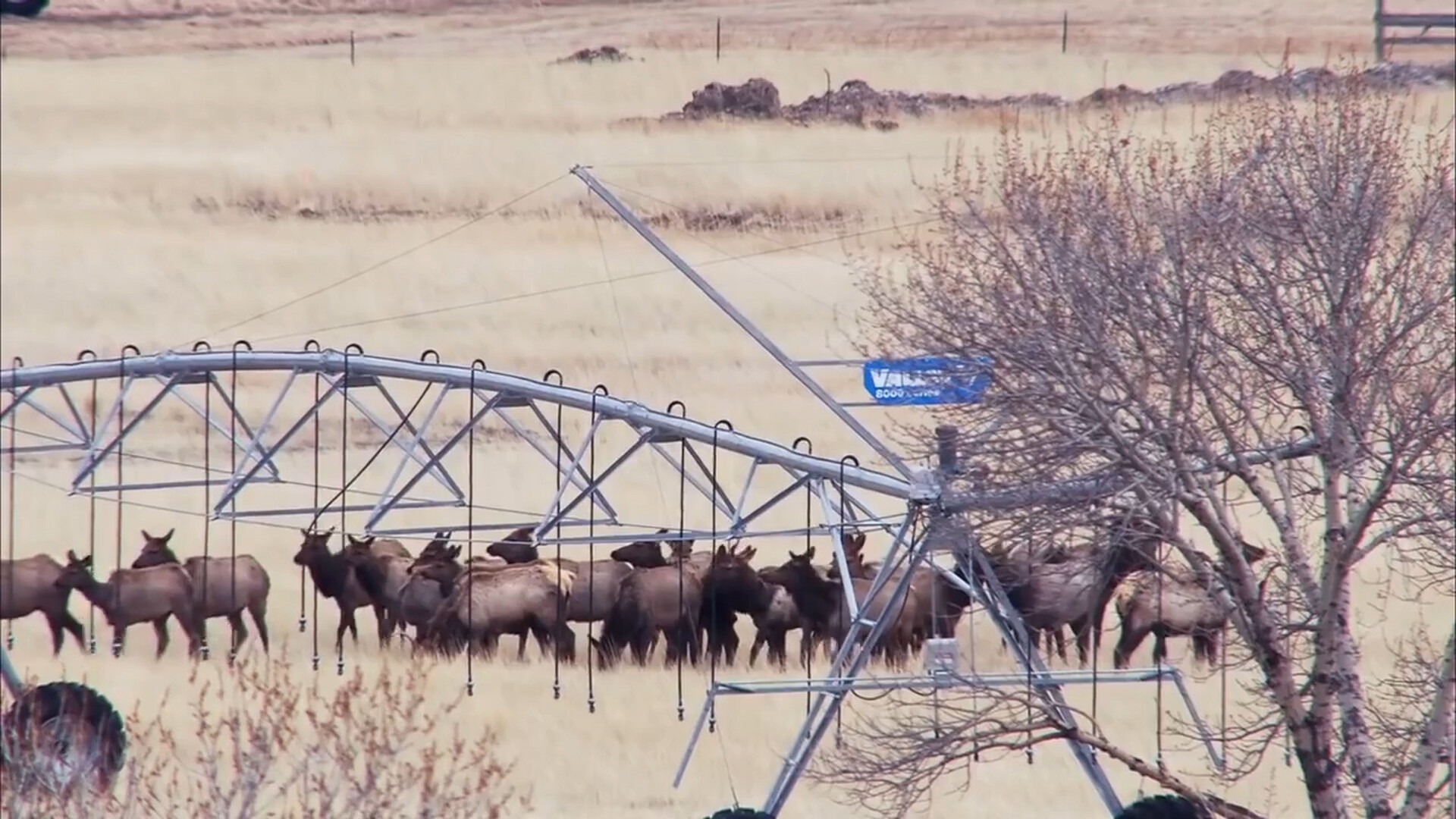 APHIS Supports Projects to Control and Prevent Chronic Wasting Disease