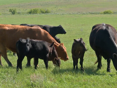 America’s Top 33 Beef Cow Counties