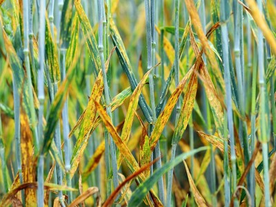 Stripe Rust Coming on in US Wheat Crops