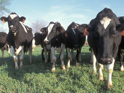 Grants to Help Dairy Industry with Disease Preparedness
