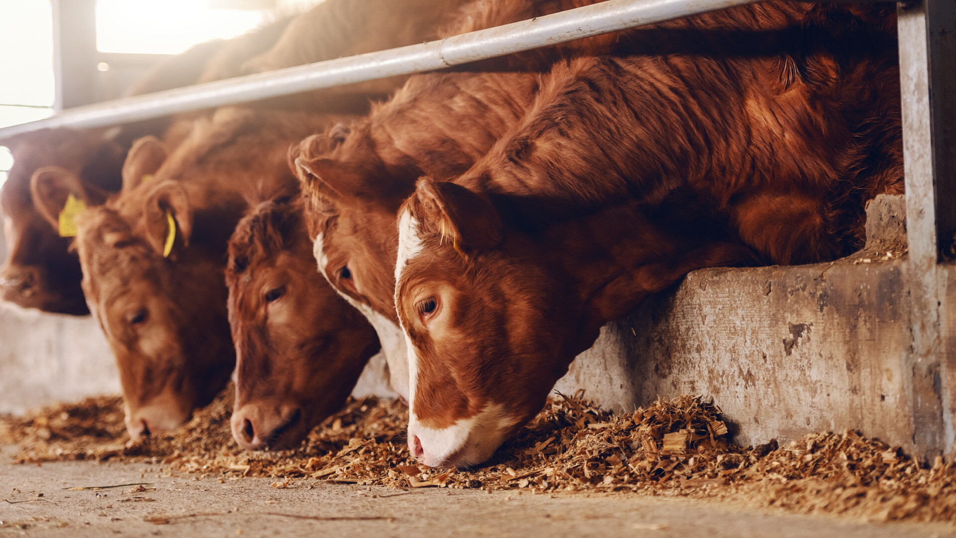 Cattle Market Swings Expected to Continue