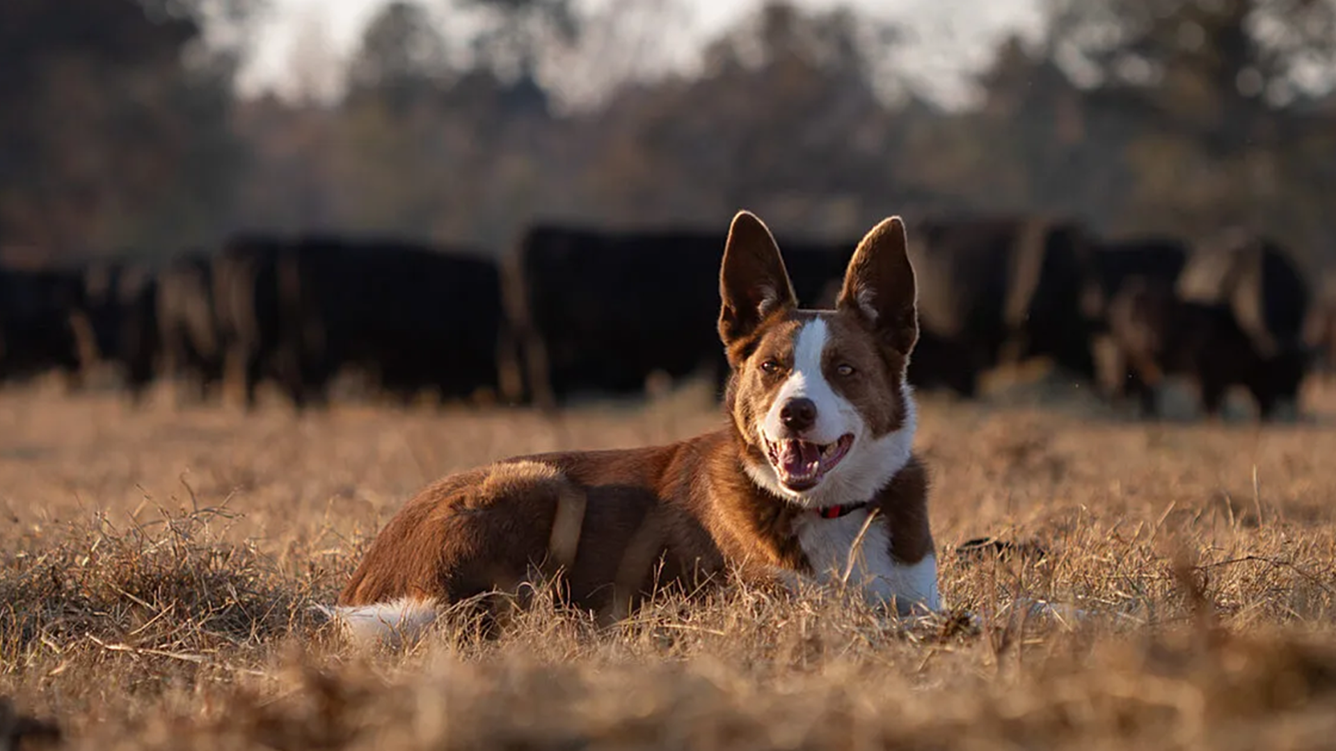 Nominations Open for 2025 Farm Bureau Farm Dog of the Year Contest