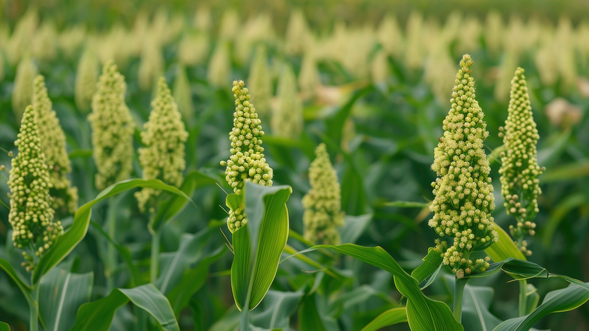 National Sorghum Seeks More Producers to Participate in Climate Smart Program