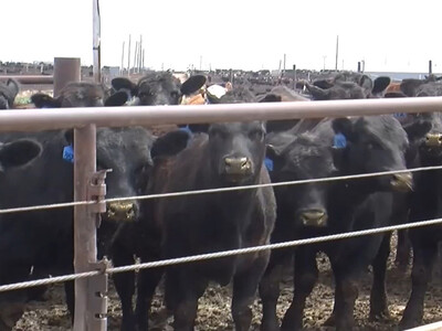 Cattle Feedlots Have Challenges Ahead