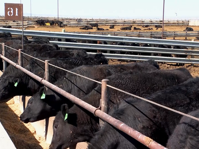 New USDA LMR Live Cattle Data Dashboard Now Available