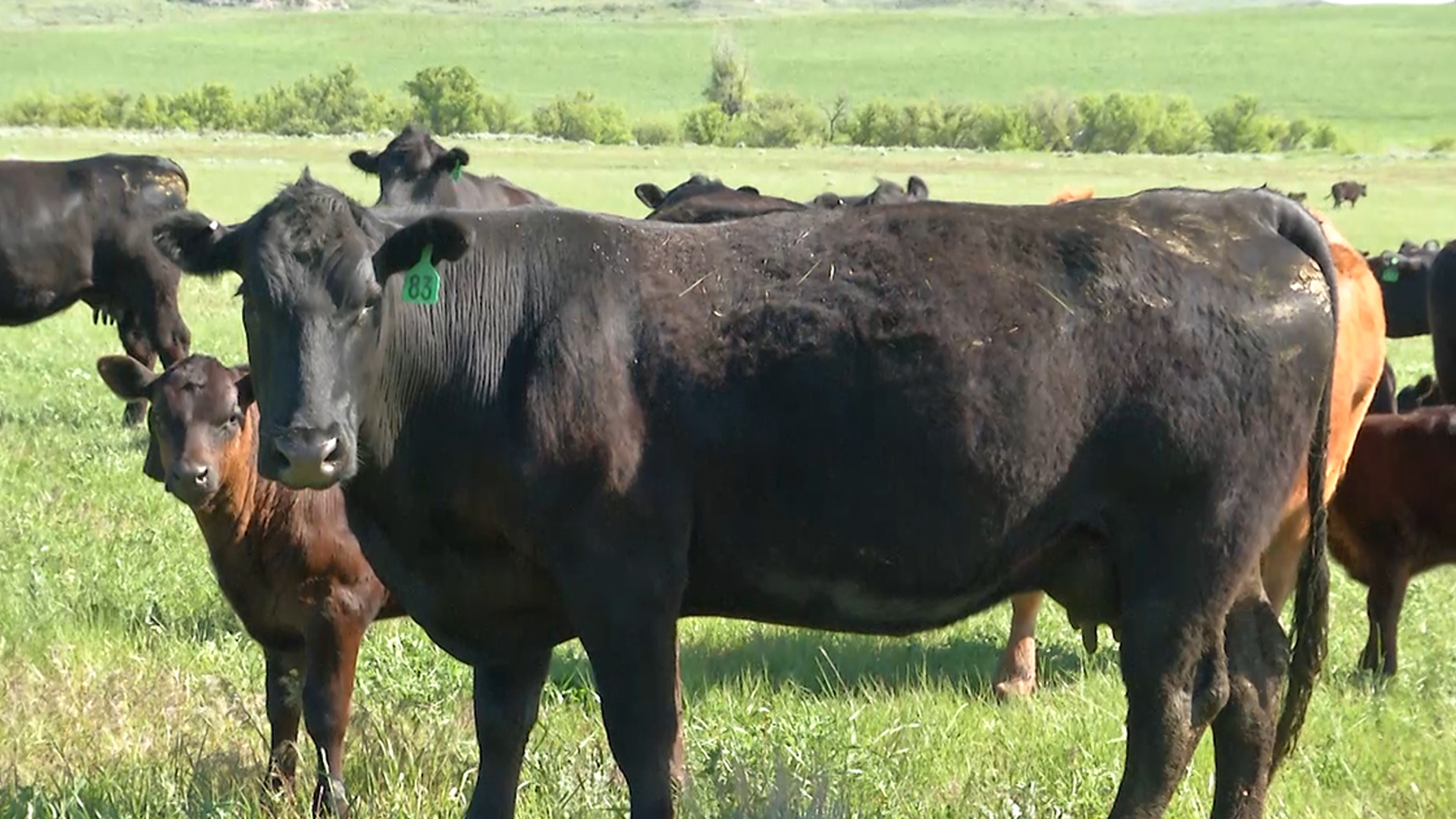 Graduate Students Advancing Beef Industry Eligible for Scholarship