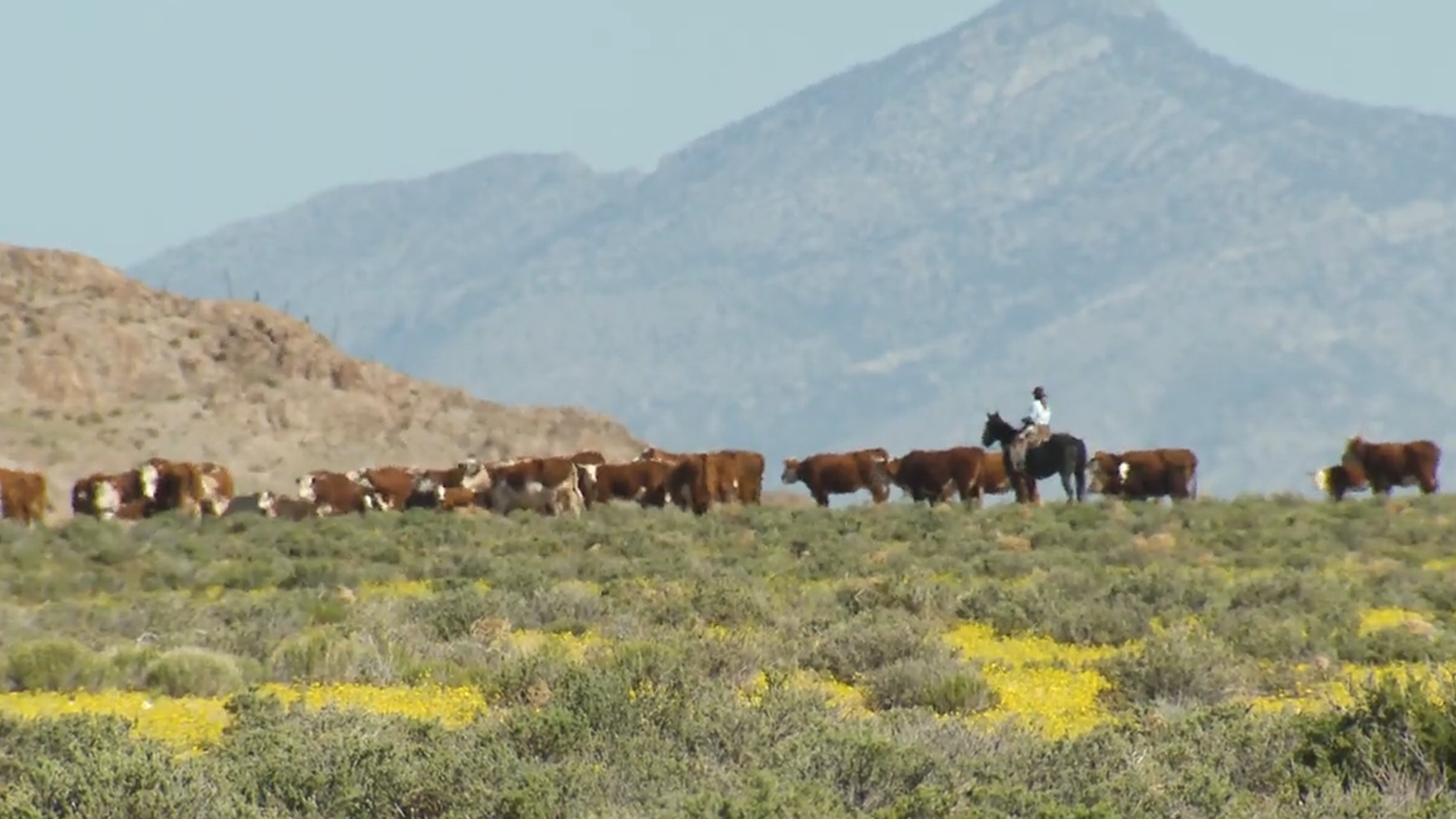 Study Shows the Value of Livestock Grazing