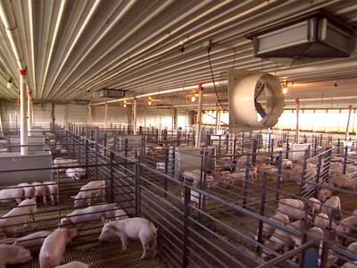 Court Denies Petition for Stronger EPA Regulation of Large Livestock Farms