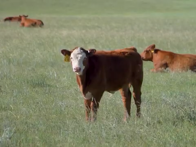Cattle Producers Want Long-Term Tax Relief