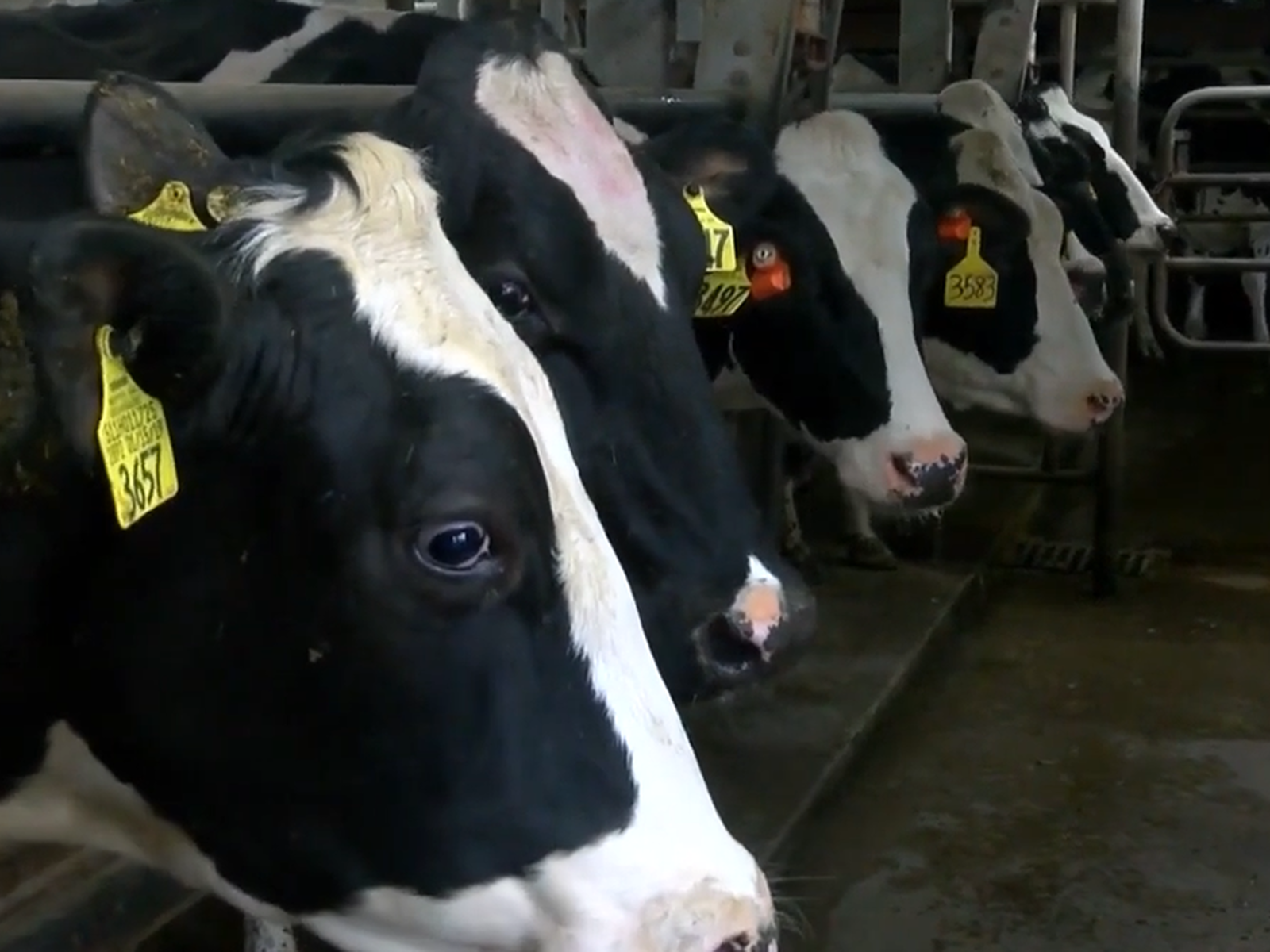 USDA Implementing Bulk Milk Testing to Curb Spread of H5N1 in Dairy Herds