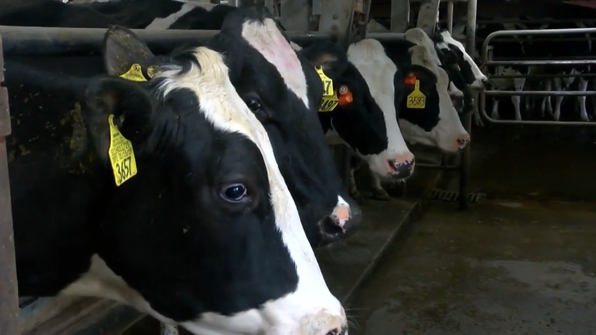 USDA Implementing Bulk Milk Testing to Curb Spread of H5N1 in Dairy Herds