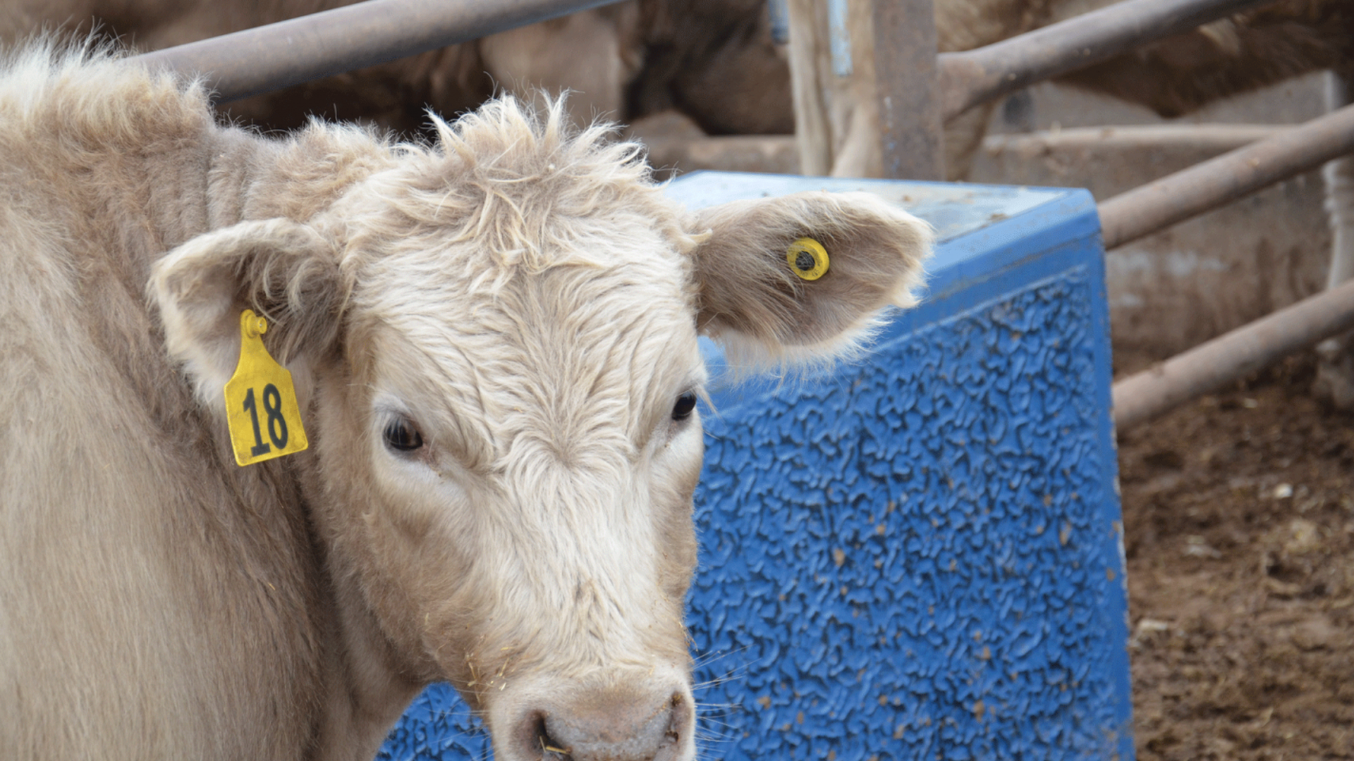 Lawsuit Filed Against Mandatory Livestock Ear Tags