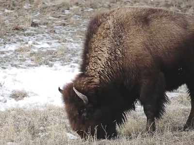 USFWS and Environmental Groups Look to Promote Bison Conservation