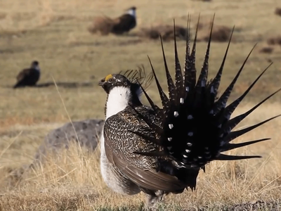 Increased Protection for Greater Sage-Grouse Habitat