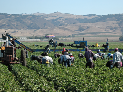 Trump’s Threat of Deportations Risks Hurting Agriculture