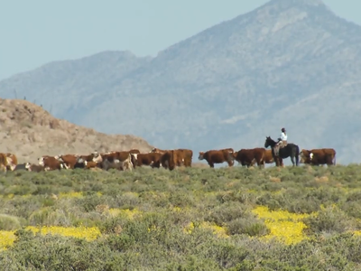 NCBA and PLC Members Testify in Support of Grazing Bills to Prevent Wildfires