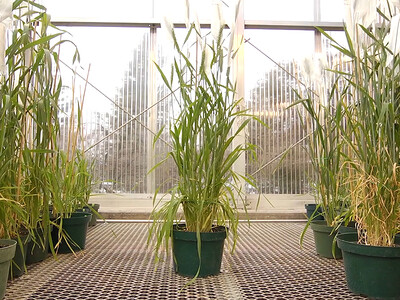 Court Halts GE Crop Introductions without Oversight