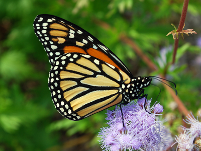Biden Administration Wants to Protect Monarch Butterfly With Endangered Species Act