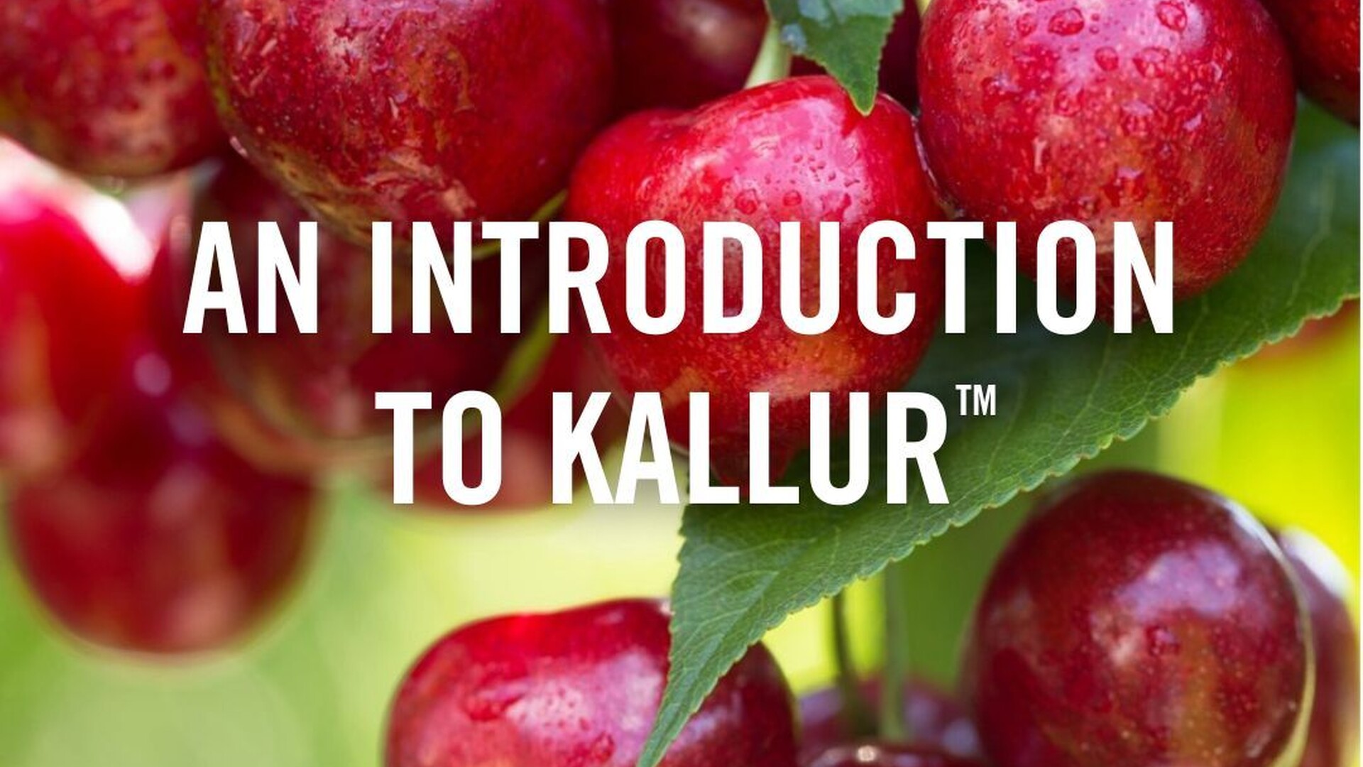 Cultiva Kallur