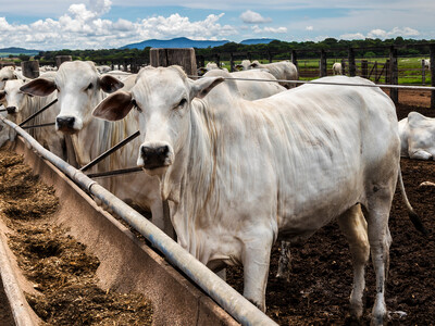 Cattle Group Supports Brazil Tarriff Increase