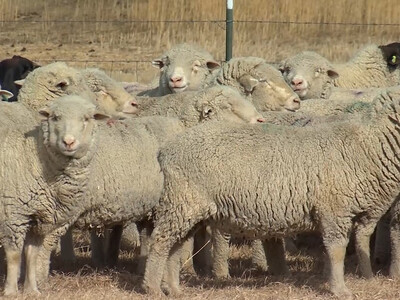 ASI Provides Grants to Shearers