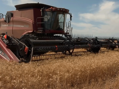 Wheat Exports to Rebound in the Year Ahead