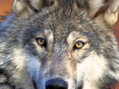 Gray Wolf Needs Pt 1