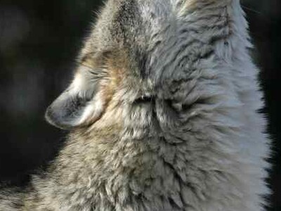 Gray Wolf Needs Pt 1