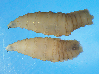 Why the Delay in Reporting the Screwworm?