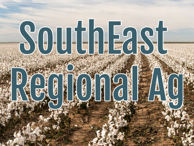 Invasive Cotton Jassid Threatens Georgia Cotton Crop