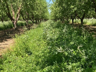 A Good Time To Think About Cover Cropping