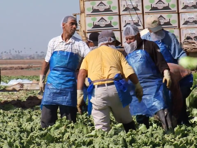 USDA’s Discontinuation of Farm Labor Survey Seen as Win for Producers