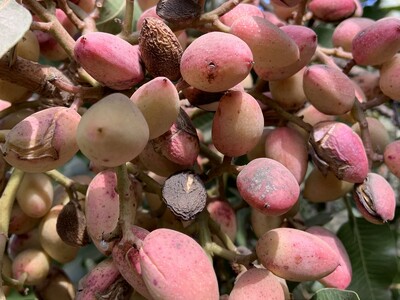 Pistachio Crop Estimate 1.6 Billion Pounds