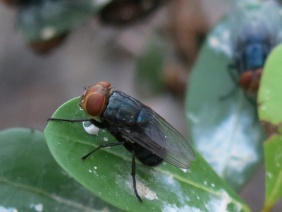 Mexico Confirms Case of New World Screwworm in Nuevo Leon