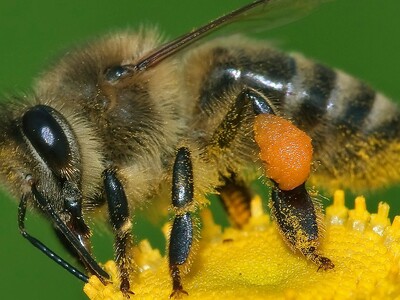 Honeybee Worries Pt 1