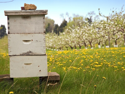 Honeybee Worries Pt 2