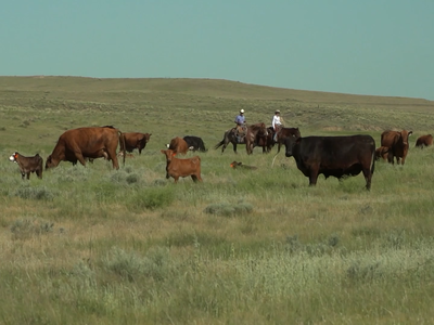 Rebuilding the U.S. Cow Herd: A Calculated Climb