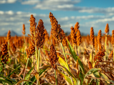 Sorghum Industry Facing a Glut of Sorghum