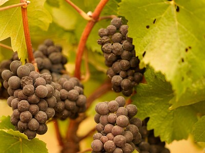 Smoke in Wine Research Pt 1