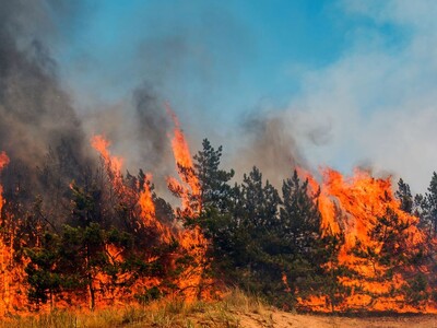 Grazing Permits and Wildfire Management; Public Lands Council Par 2